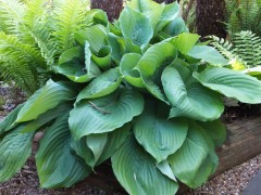 Funkia ‘Jurassic Park’ (Hosta)